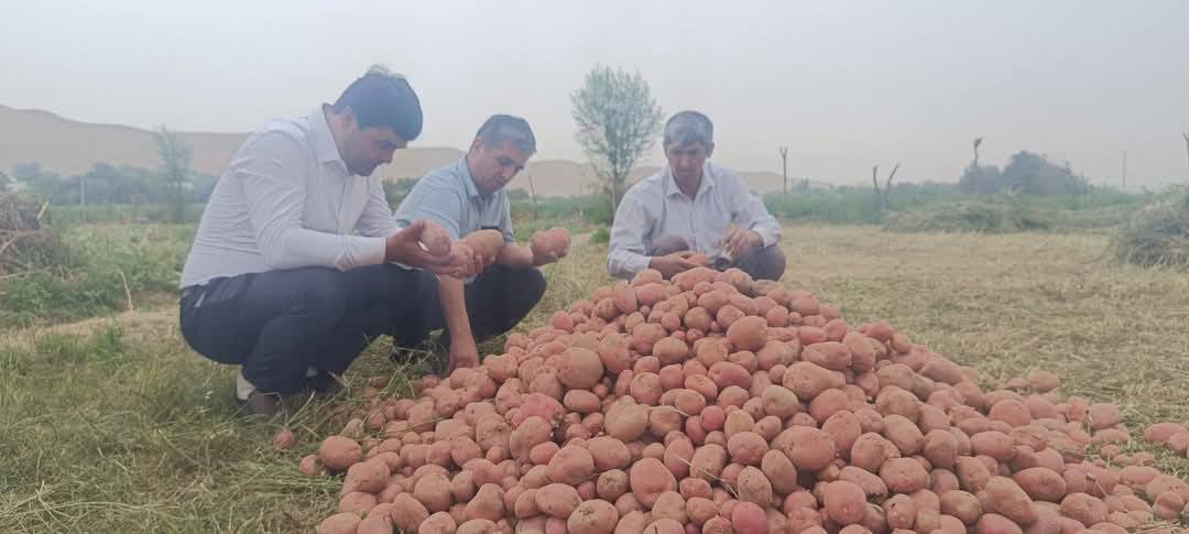莱瓦坎特的马铃薯收获季已经开始：每公顷收获量高达 350 公担。