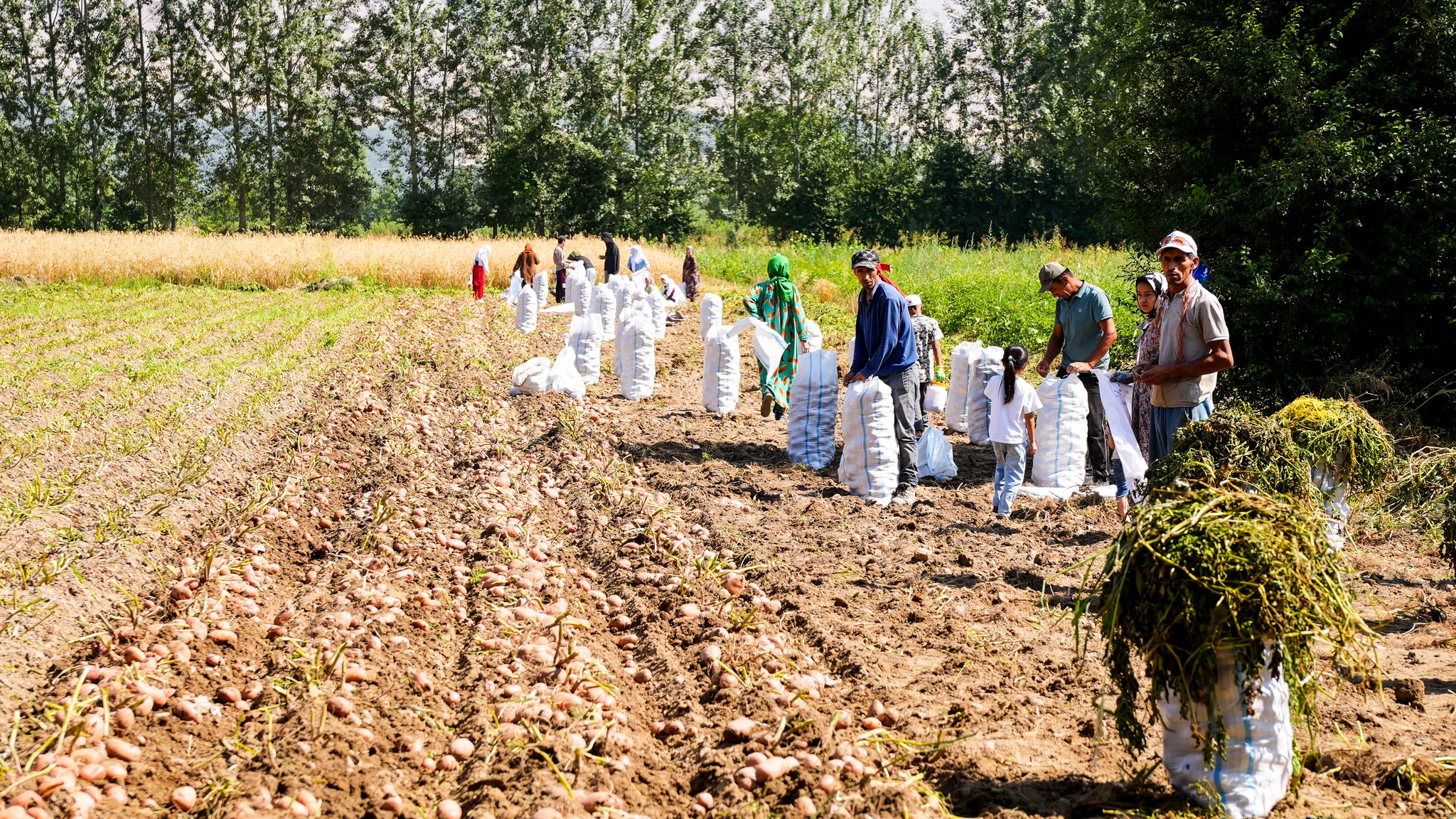 彭吉肯特的马铃薯早熟收获季仍在继续，产量很高。
