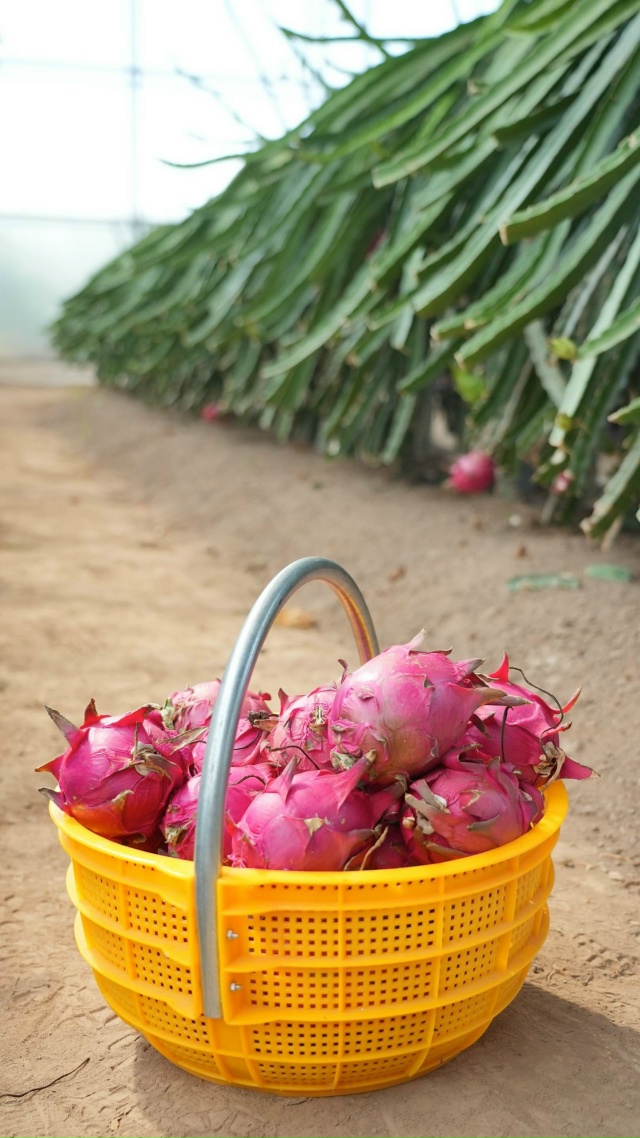 你知道吗？美味多汁的热带火龙果（pitahaya）现在已经在中国西北部成功种植了。
