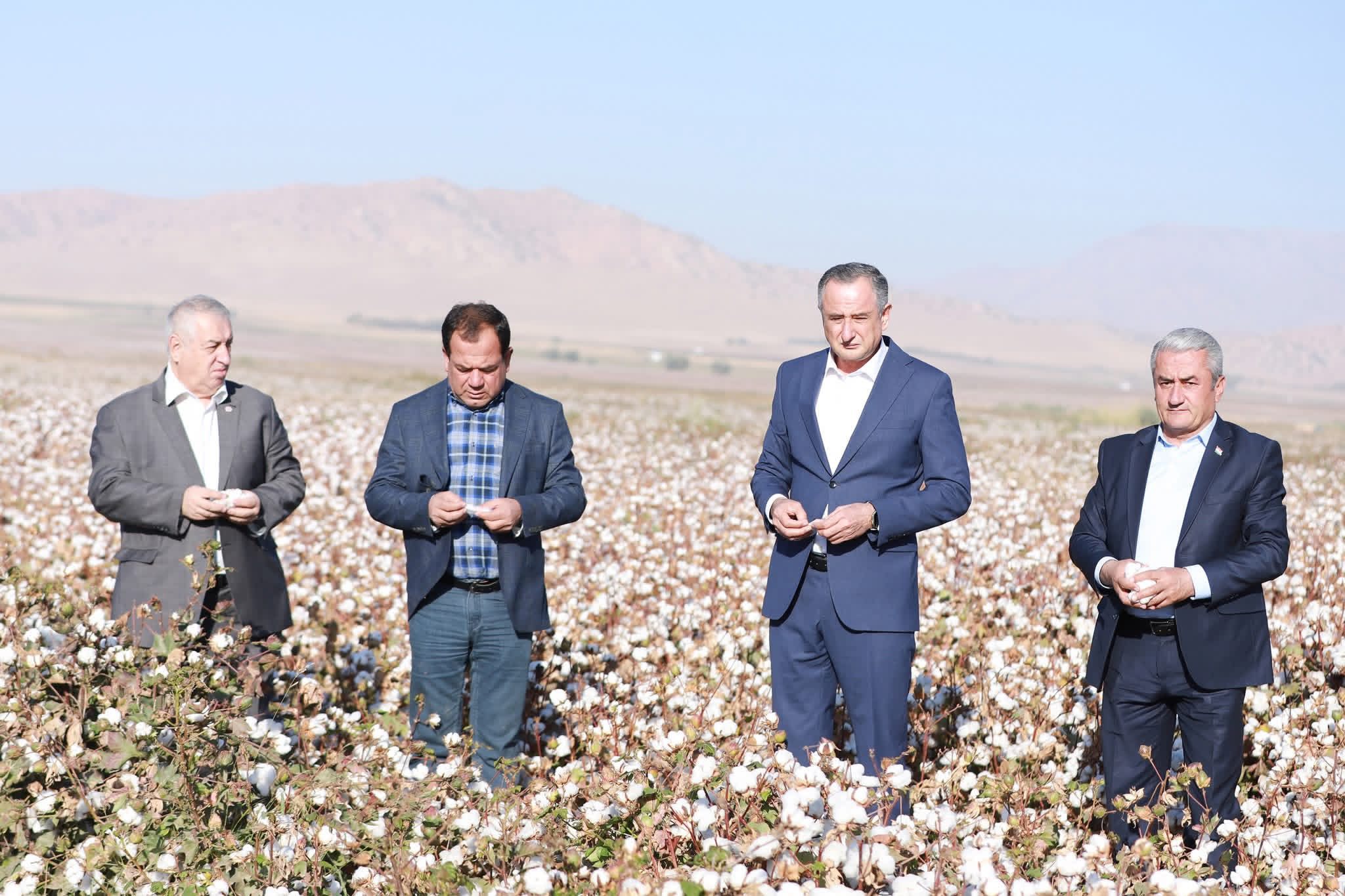 丹加拉公司已在哈特隆地区全面完成了棉花收割计划。