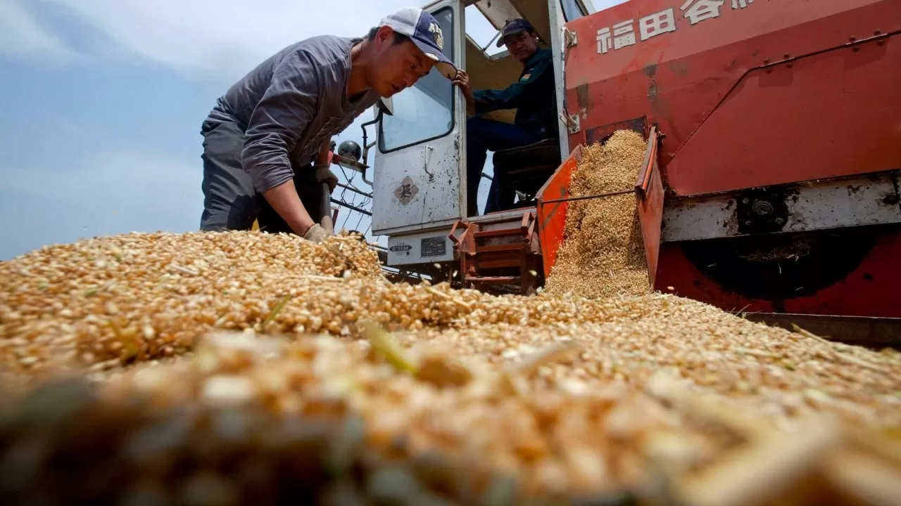 2025年中国粮食总产量将超过7.14亿吨。