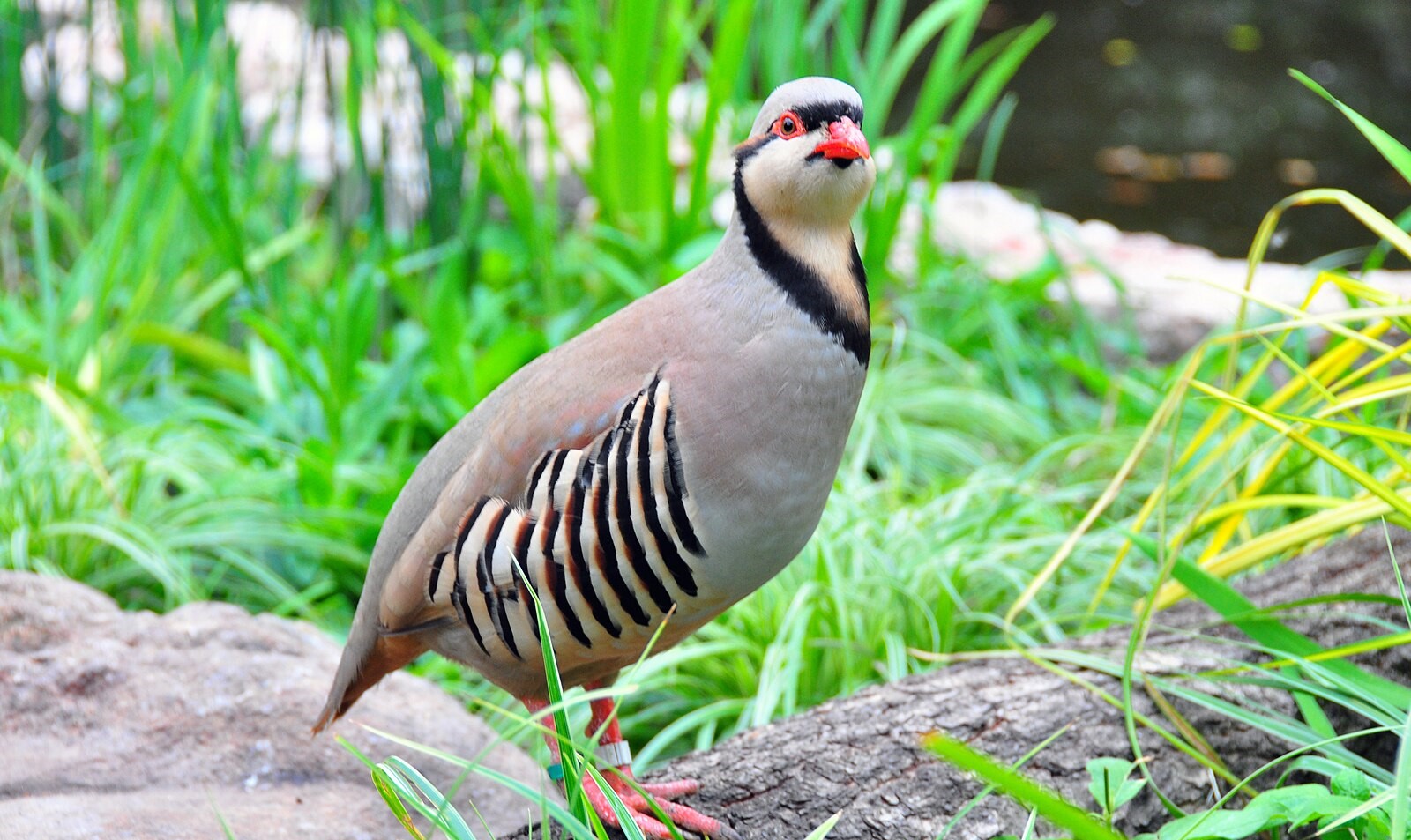 在塔吉克斯坦，鹧鸪被宣布为“2026年度鸟类”。