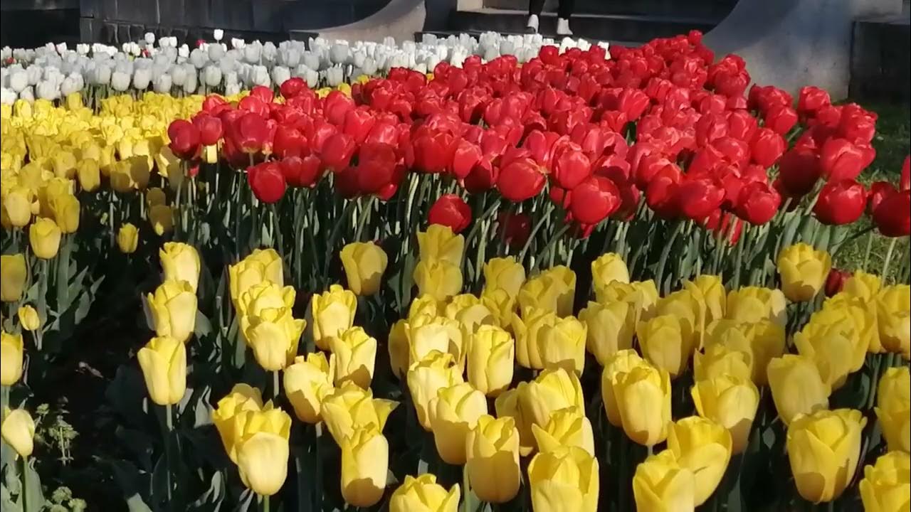 作为“Sairi Guli Lola”节的一部分，杜尚别将种植近400万株郁金香。