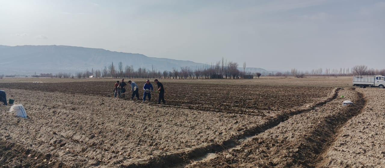 彭吉肯特已开始在 3.5 公顷的土地上种植早熟马铃薯。
