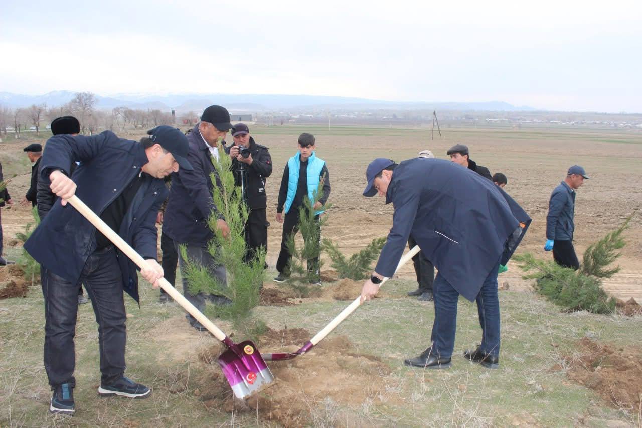 在沙赫里斯坦地区种植了500棵松树幼苗。