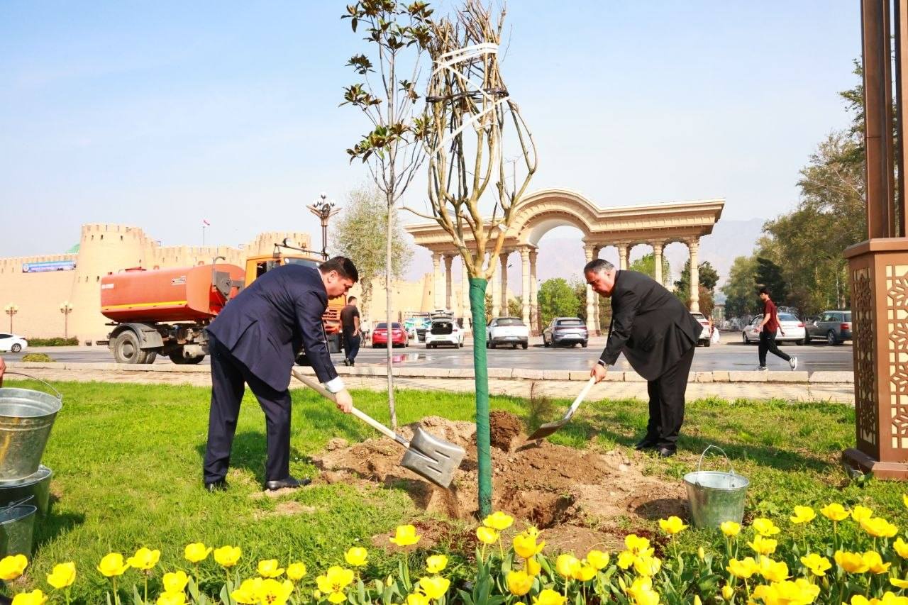 将在苦盏种植约100棵观赏树木。