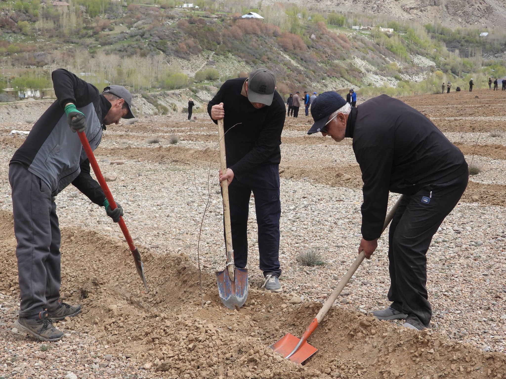 在舒格南斯基区10公顷的土地上种植了4000多棵树。