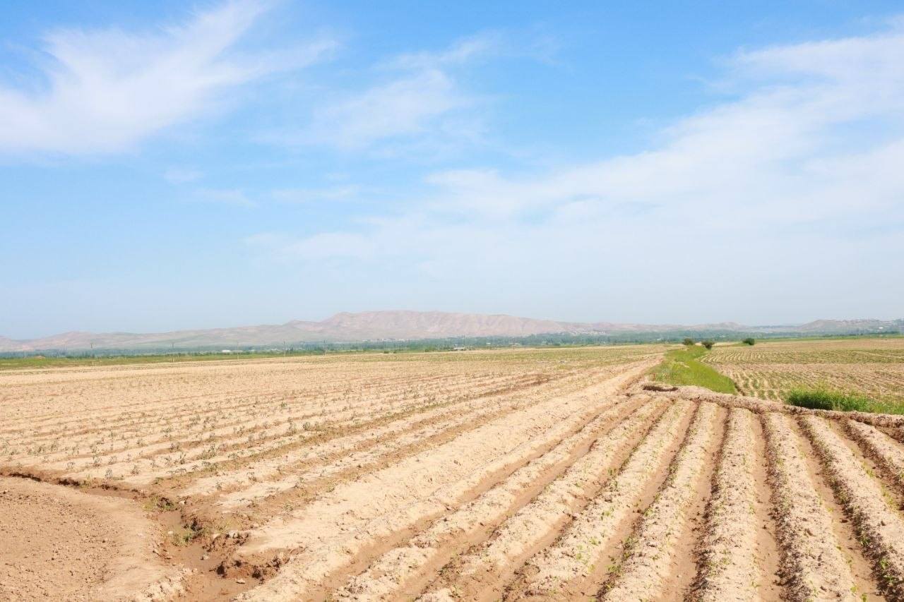 德瓦什蒂奇地区计划种植超过7000公顷的土豆。