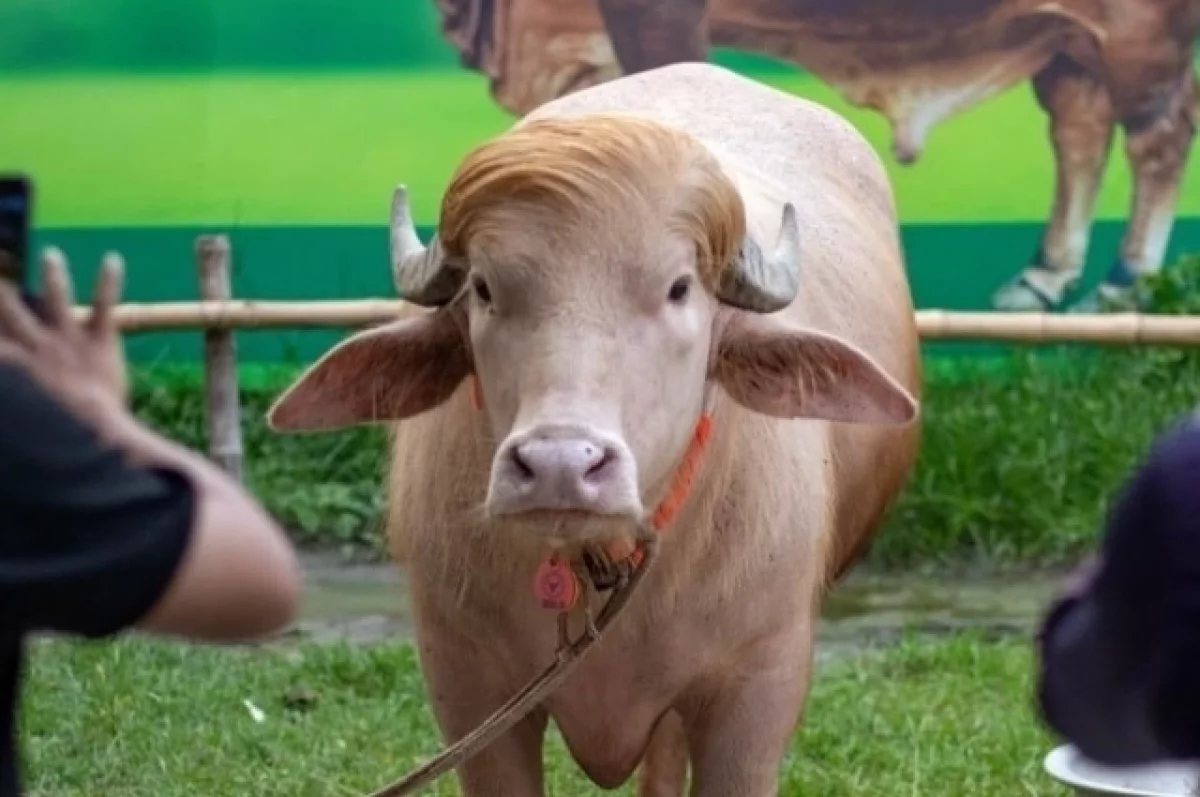 唐纳德·特朗普的白化水牛逃过了宰牲节的献祭。