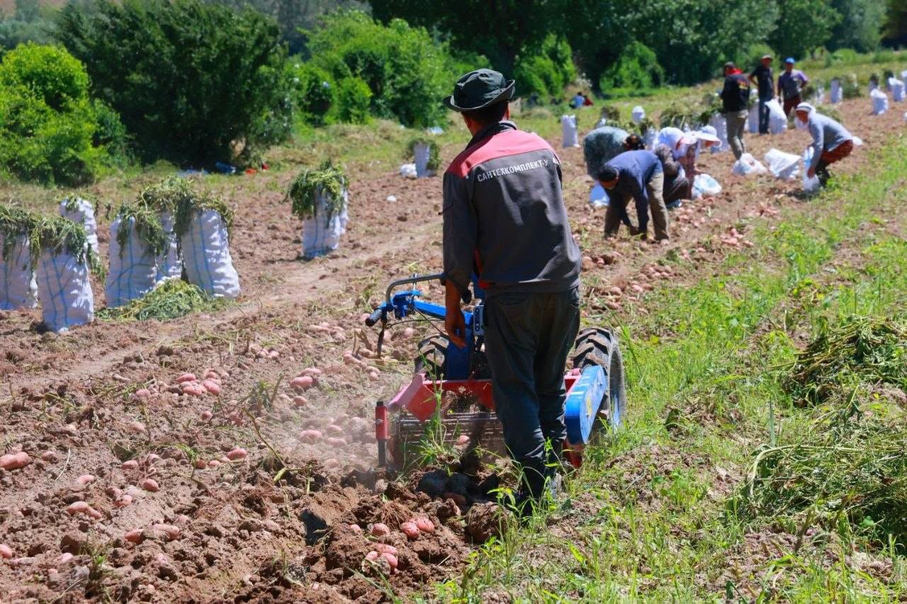 在彭吉肯特，早熟土豆收获后，将对近 3900 公顷的土地进行重新播种。