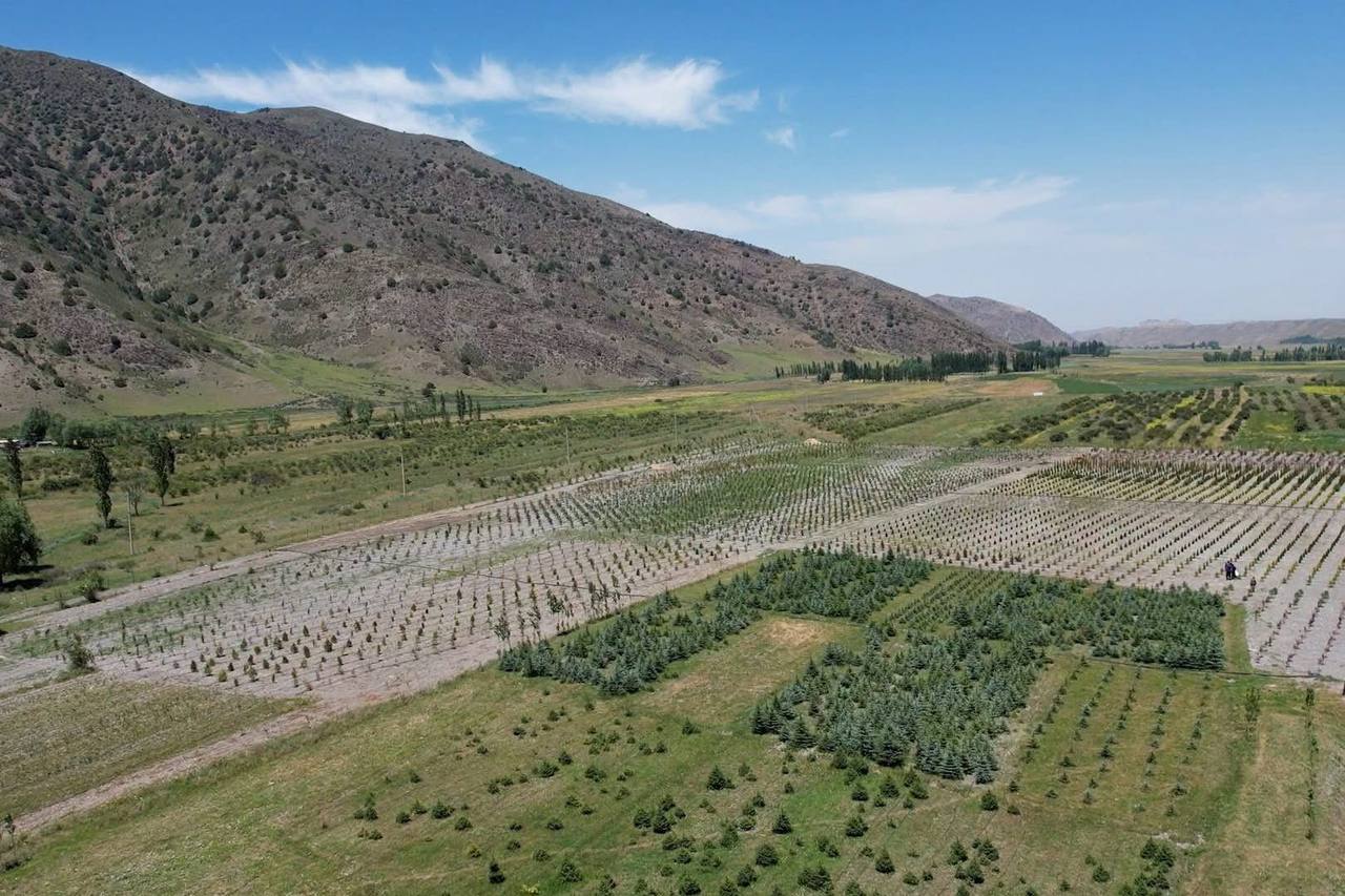 在塔吉克斯坦的森林苗圃中,六个月内,超过 45 公顷的土地上播种了作物。
